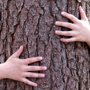 Mains sur un arbre