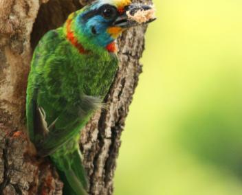 un oiseau dans le trou d'un arbre