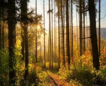 soleil qui se lève dans la forêt